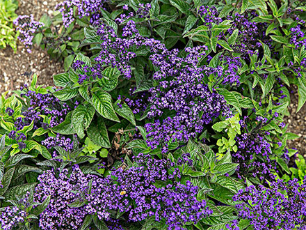 江南登录入口种植基地六